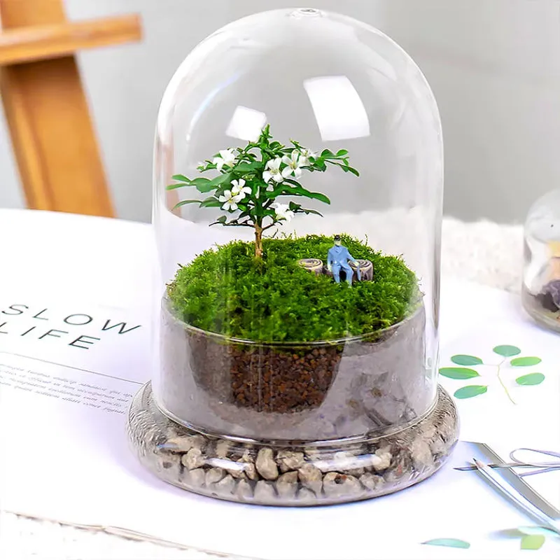 Glass Dome Terrarium Vase with Base – Mini Moss & Succulent Plant Display - Image 2